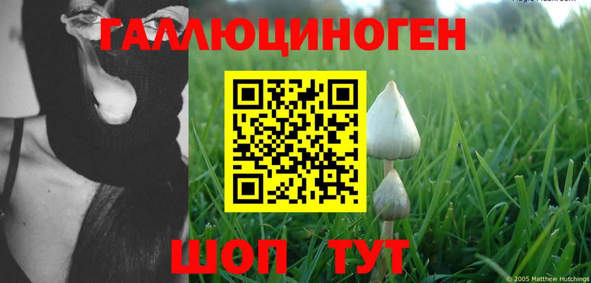 Псилоцибиновые грибы Cubensis Россия